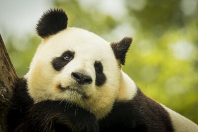Tableau  Panda noir et blanc pensif