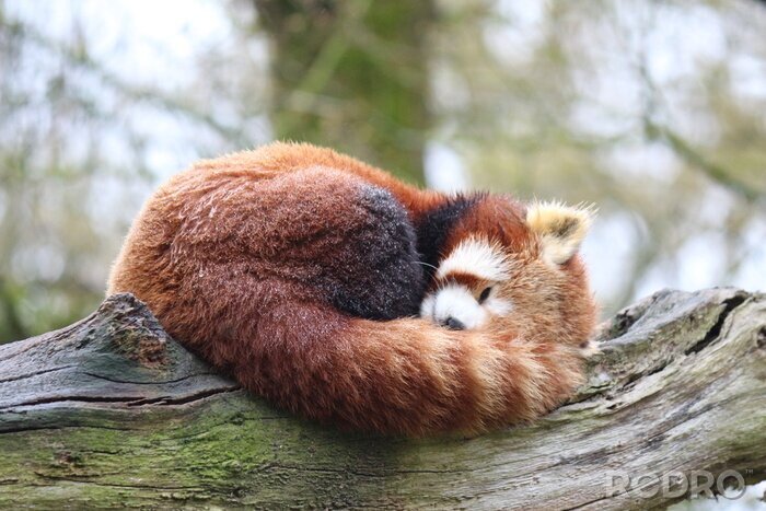 Tableau  Panda rouge endormi