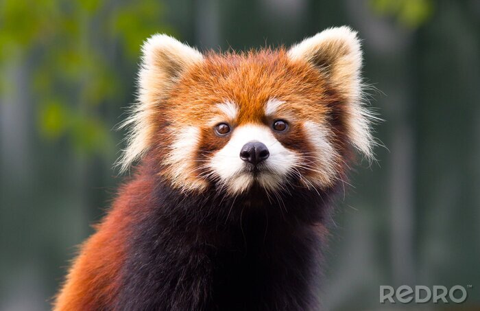 Tableau  Panda rouge mignon