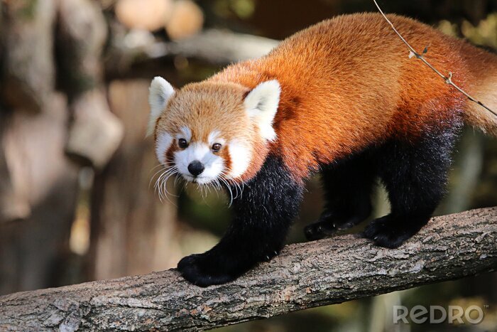 Tableau  Panda rouge sur un arbre