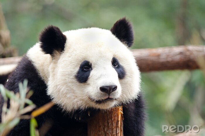 Tableau  Panda sur bois