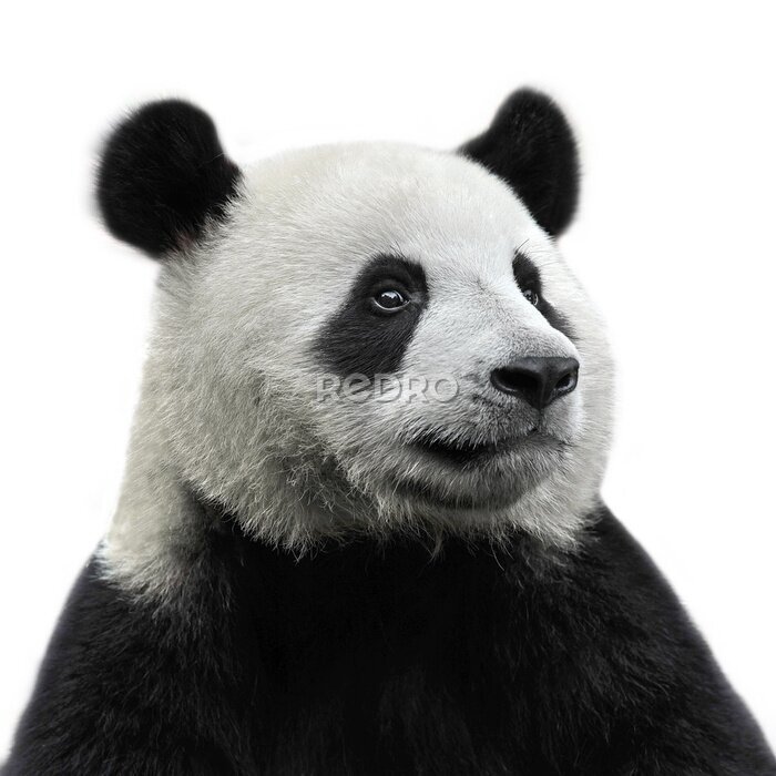 Tableau  Panda sur fond blanc