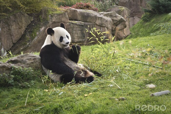 Tableau  Panda sur l'herbe
