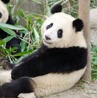 Tableau  Panda sur un arbre en Chine