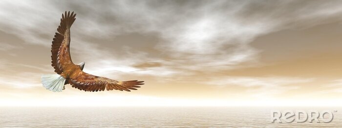 Tableau  Panorama clair avec un aigle