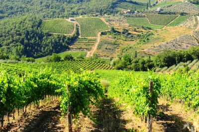 Panorama d'un vignoble italien