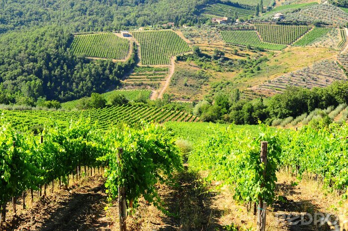 Tableau  Panorama d'un vignoble italien