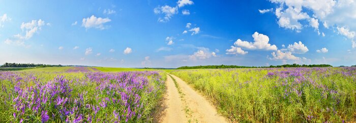 Tableau  Panorama d'une route de campagne et de champs d'herbe
