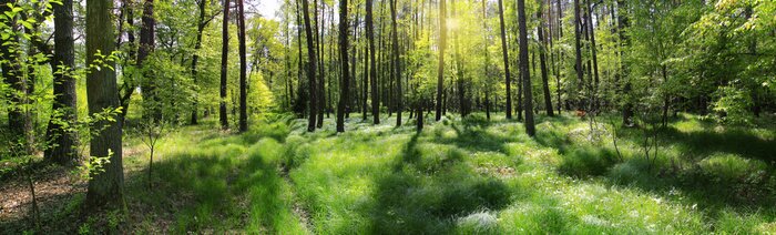 Tableau  Panorama de la forêt avec des arbres