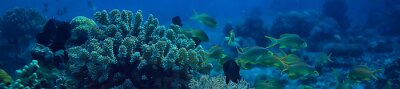 Panorama du récif corallien