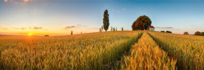 Panorama ensoleillé d'un champ de blé