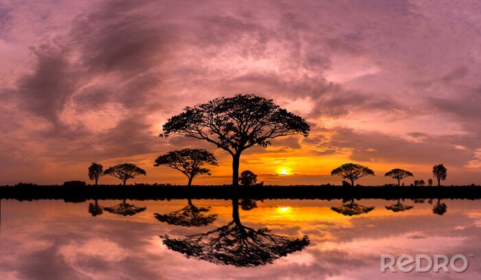 Tableau  Panorama silhouette tree and Mountain with sunset.Tree silhouetted against a setting sun reflection on water.Typical african sunset with acacia trees in Masai Mara, Kenya.