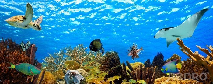 Tableau  panorama sous-marin d'un récif tropical dans les Caraïbes