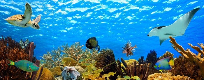 Tableau  Panorama sous-marin d'un récif tropical dans les Caraïbes