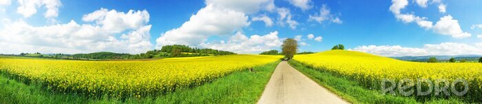 Tableau  Panoramaaufnahme Rapsfeld und Weg