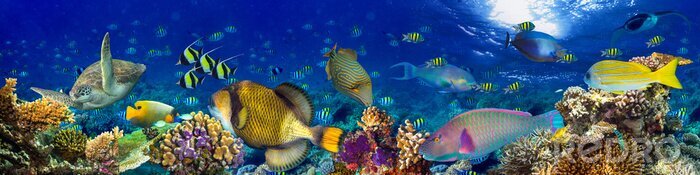 Tableau  Panoramique colorée sous-marine, récif corallien, panorama, fond, beaucoup, poissons, tortue, marin, vie