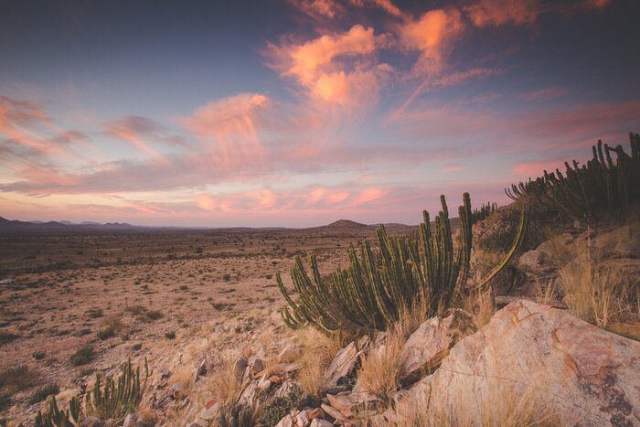 Tableau  Panoramique paysage photo vues sur la région du kalahari en Afrique du Sud