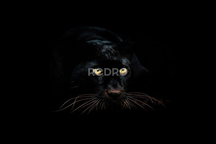 Tableau  Panthère noire dans le noir