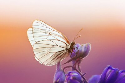 Papillon blanc sur des fleurs violettes avec un coucher de soleil en arrière-plan
