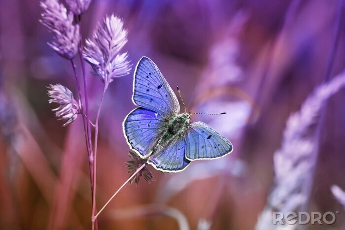 Tableau  Papillon bleu et nature