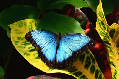 Papillon bleu sur une feuille