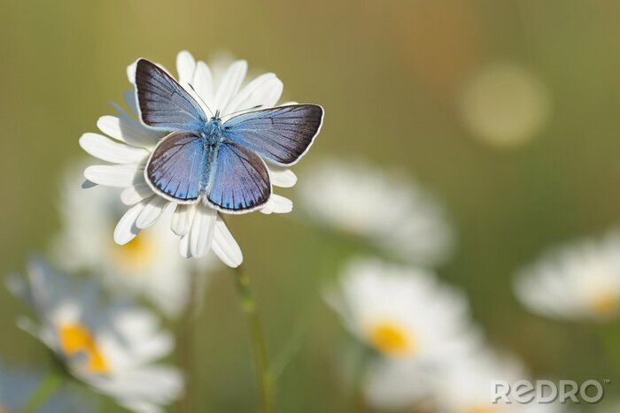 Tableau  Papillon bleu sur une fleur blanche