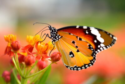 Papillon de couleur dans le jardin