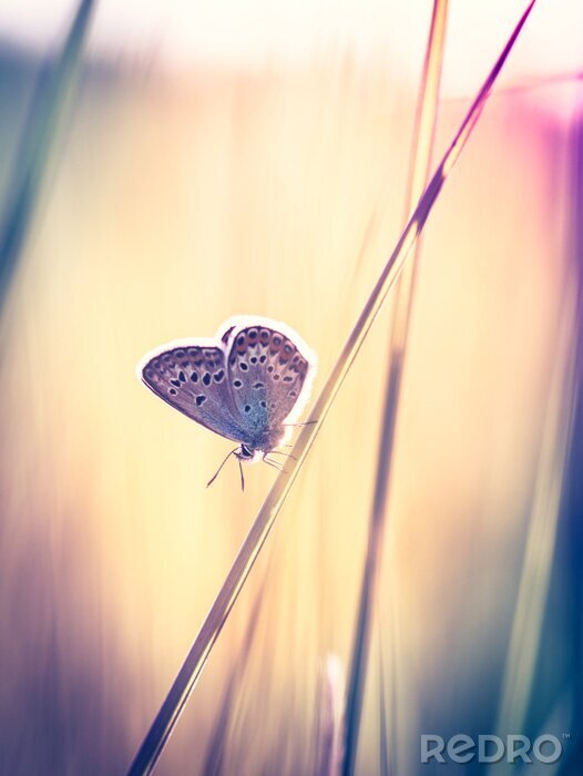 Tableau  Papillon de nuit sur un brin d'herbe