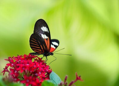 Papillon et fleur