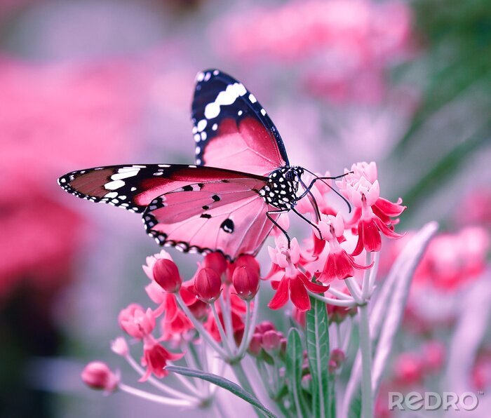 Tableau  Papillon et fleurs colorés