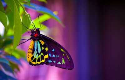 Tableau  Papillon et fond coloré