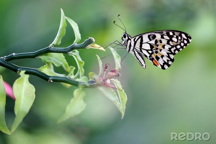 Tableau  Papillon incroyable