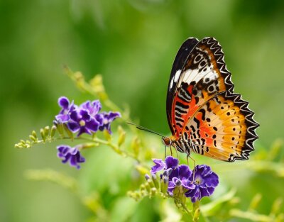 Papillon marron sur une fleur