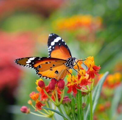 Papillon orange et fleurs