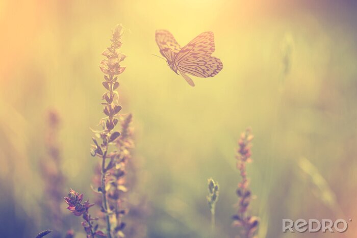 Tableau  Papillon qui vole vers les fleurs