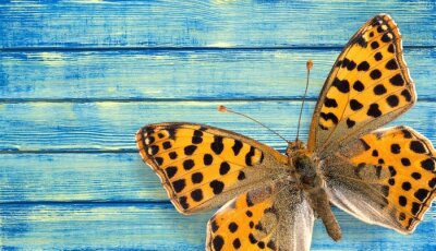 Tableau  Papillon sur bois bleu