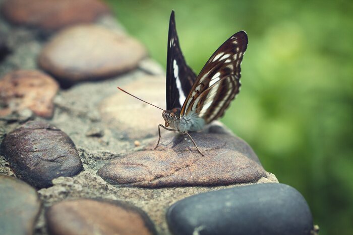 Tableau  Papillon sur le mur