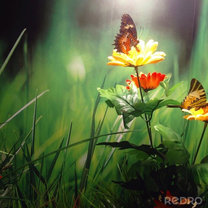 Tableau  Papillon sur une fleur
