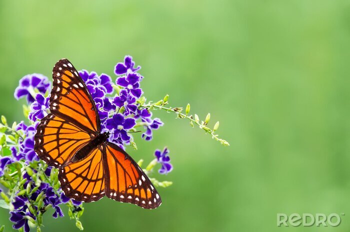 Tableau  Papillon sur une fleur violette