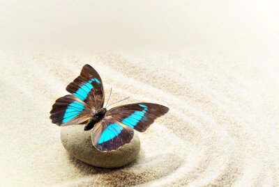 Tableau  Papillon turquoise sur le sable