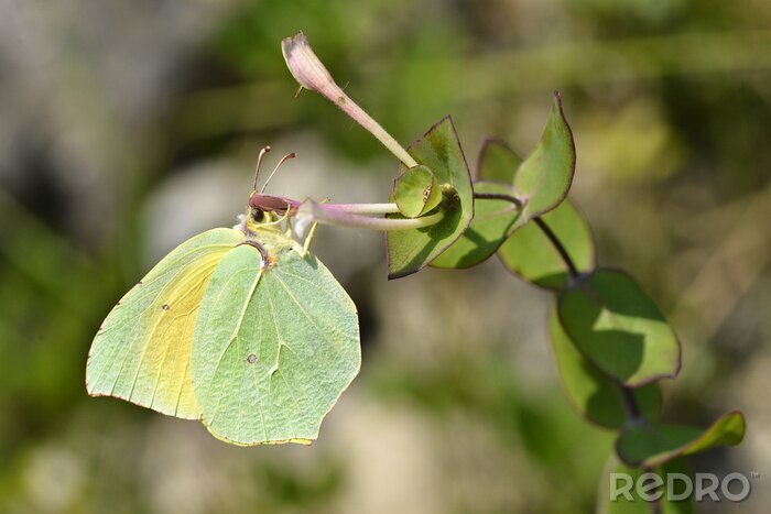 Tableau  Papillon vert sur les plantes