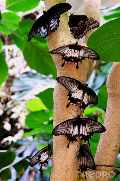 Tableau  Papillons noirs nature sur une souche