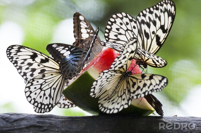Tableau  Papillons pendant un repas