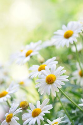 Pâquerettes un jour d'été