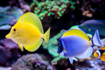 Tableau  Paracanthurus hepatus, Blue tang (Acanthurus leucosternon) and Zebrasoma flavescens  in Home Coral reef aquarium. Selective focus