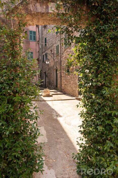 Tableau  Passage couvert de lierre