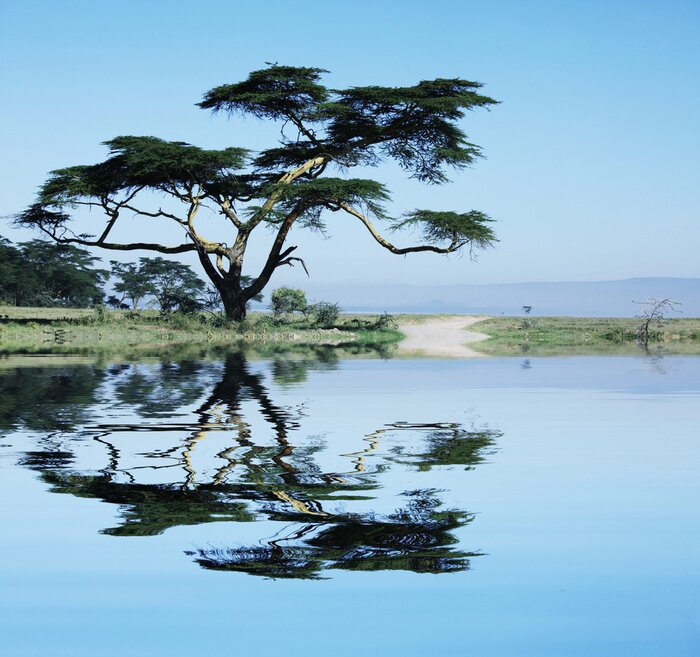 Tableau  Paysage africain avec végétation