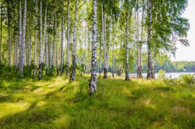 Paysage avec forêt de bouleaux au bord de la rivière