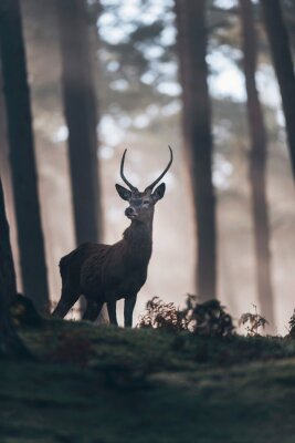 Paysage brumeux avec un cerf élaphe dans une forêt