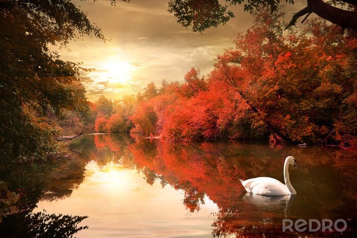 Tableau  Paysage d'automne avec un cygne